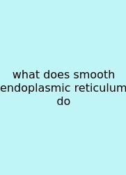 What Does Smooth Endoplasmic Reticulum Do
