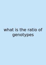 What Is The Ratio Of Genotypes