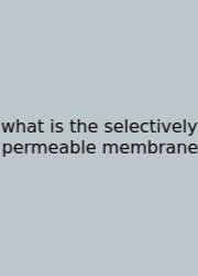 What Is The Selectively Permeable Membrane